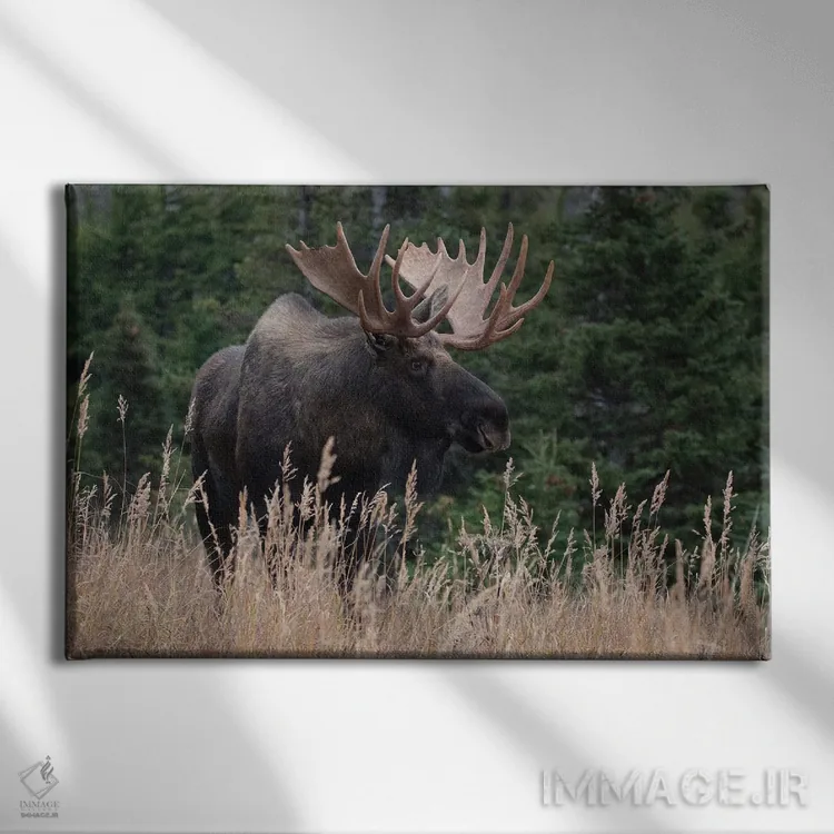 تابلو گوزن آلاسکا در چمنزار اثر اریک فیشر - نمای روبهرو روی دیوار