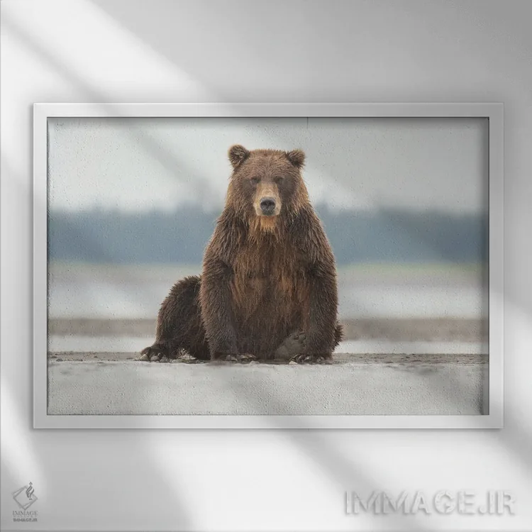 تابلو خرس گریزلی آلاسکایی در حال ژست گرفتن اثر اریک فیشر - نمای قابدار سفید