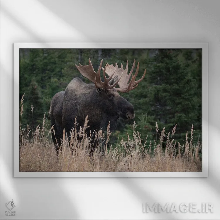 تابلو گوزن آلاسکا در چمنزار اثر اریک فیشر - نمای قابدار سفید