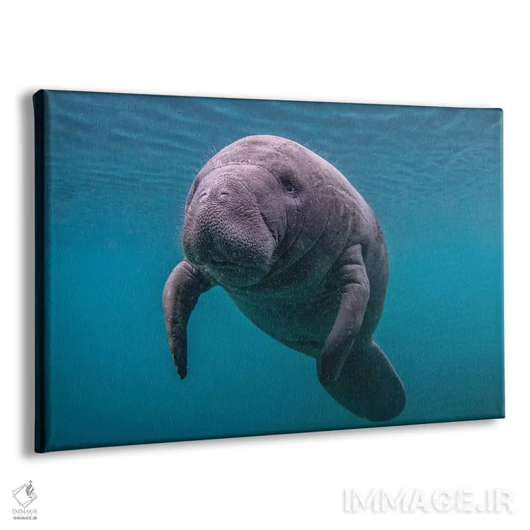 تابلو بچه گاو دریایی فلوریدا اثر اریک فیشر - نمای پرسپکتیو محصول