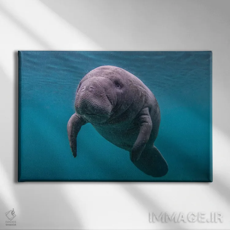 تابلو بچه گاو دریایی فلوریدا اثر اریک فیشر - نمای روبهرو روی دیوار