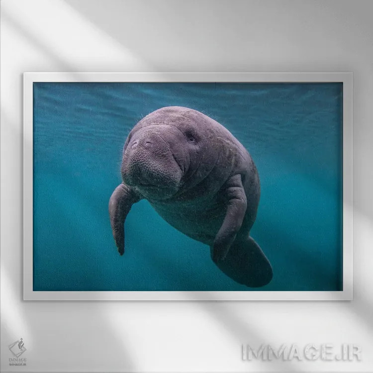 تابلو بچه گاو دریایی فلوریدا اثر اریک فیشر - نمای قابدار سفید