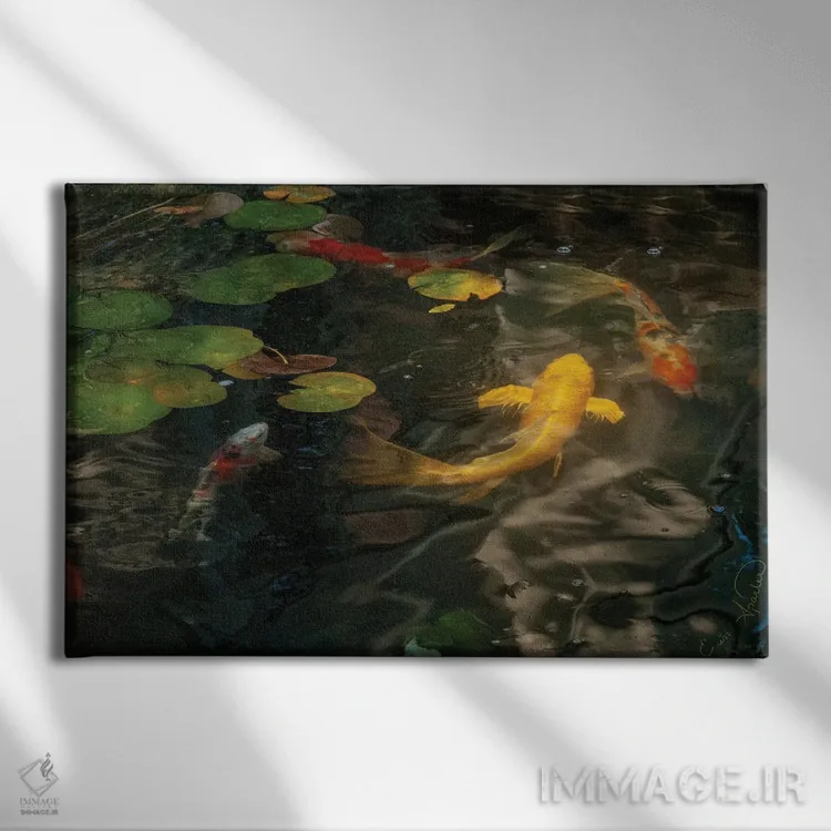 تابلو کوی طلایی و کالیکو (ماهی تزئینی ژاپنی) اثر ارین اسپارلر - نمای روبهرو روی دیوار