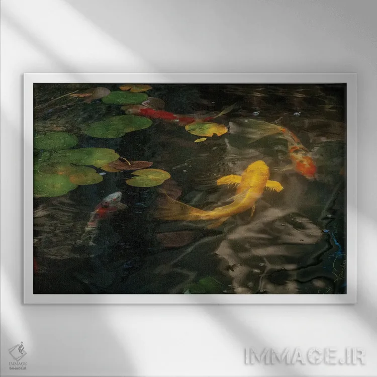 تابلو کوی طلایی و کالیکو (ماهی تزئینی ژاپنی) اثر ارین اسپارلر - نمای قابدار سفید
