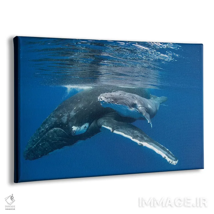 تابلو نهنگ گوژپشت مادر به همراه بچهٔ چهار روزه، تونگا اثر سوزی اسزترهاس - نمای پرسپکتیو محصول