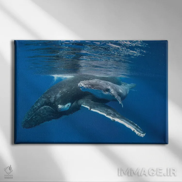 تابلو نهنگ گوژپشت مادر به همراه بچهٔ چهار روزه، تونگا اثر سوزی اسزترهاس - نمای روبهرو روی دیوار