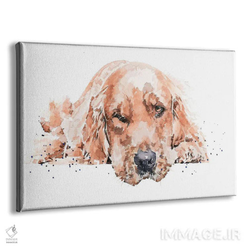 تابلو گلدن رتریور در حال استراحت ۱ اثر ادز واترکالرز (برند نقاشی آبرنگ) - نمای پرسپکتیو محصول
