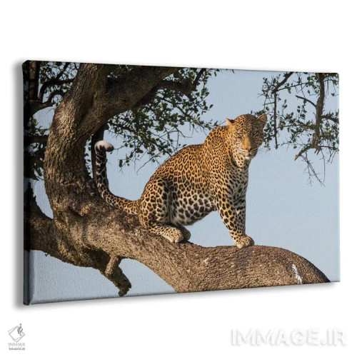 تابلو آفریقا، کنیا، ذخیرهگاه ملی ماسای مارا، پلنگ آفریقایی روی درخت اثر امیلی ویلسون - نمای پرسپکتیو محصول