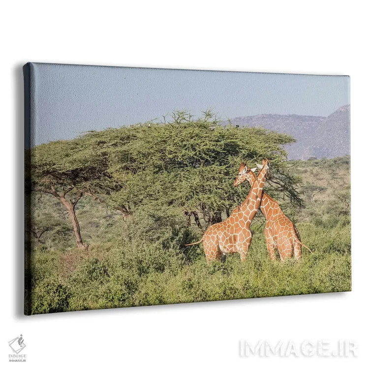 تابلو آفریقا، کنیا، پارک ملی سامبورو، زرافههای شبکهای هنگام غروب اثر امیلی ویلسون - نمای پرسپکتیو محصول