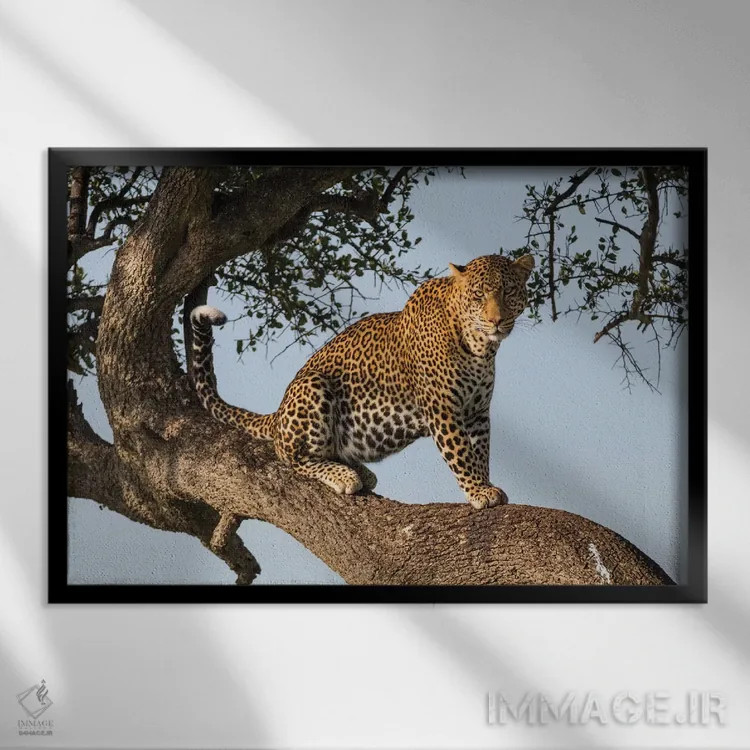 تابلو آفریقا، کنیا، ذخیرهگاه ملی ماسای مارا، پلنگ آفریقایی روی درخت اثر امیلی ویلسون - نمای قابدار مشکی