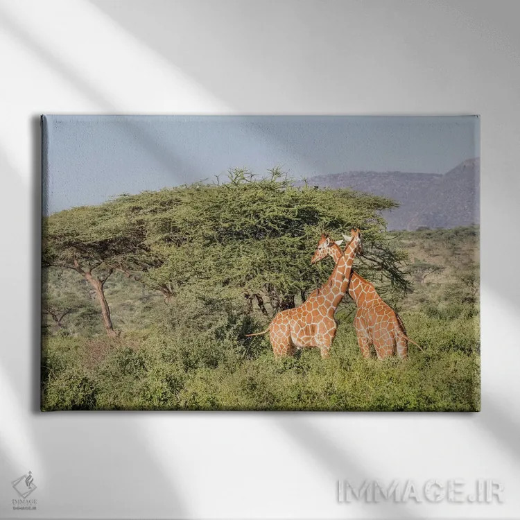 تابلو آفریقا، کنیا، پارک ملی سامبورو، زرافههای شبکهای هنگام غروب اثر امیلی ویلسون - نمای روبهرو روی دیوار