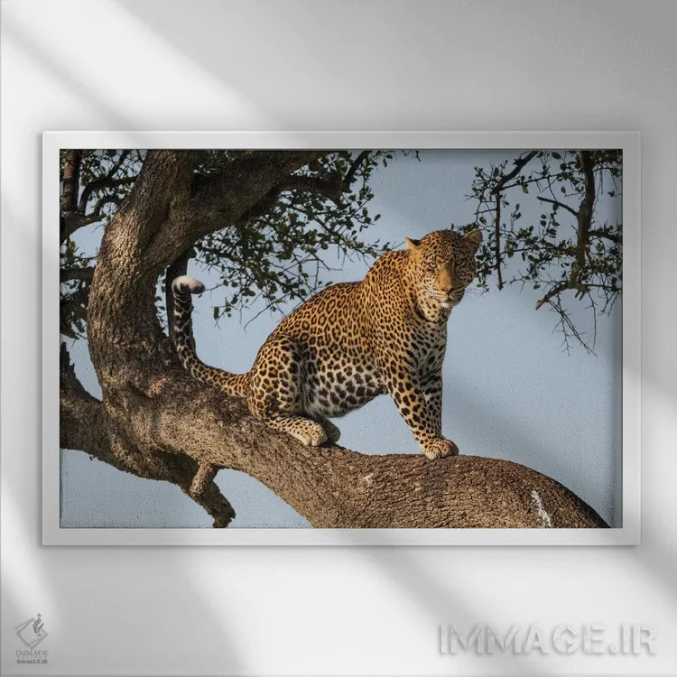 تابلو آفریقا، کنیا، ذخیرهگاه ملی ماسای مارا، پلنگ آفریقایی روی درخت اثر امیلی ویلسون - نمای قابدار سفید