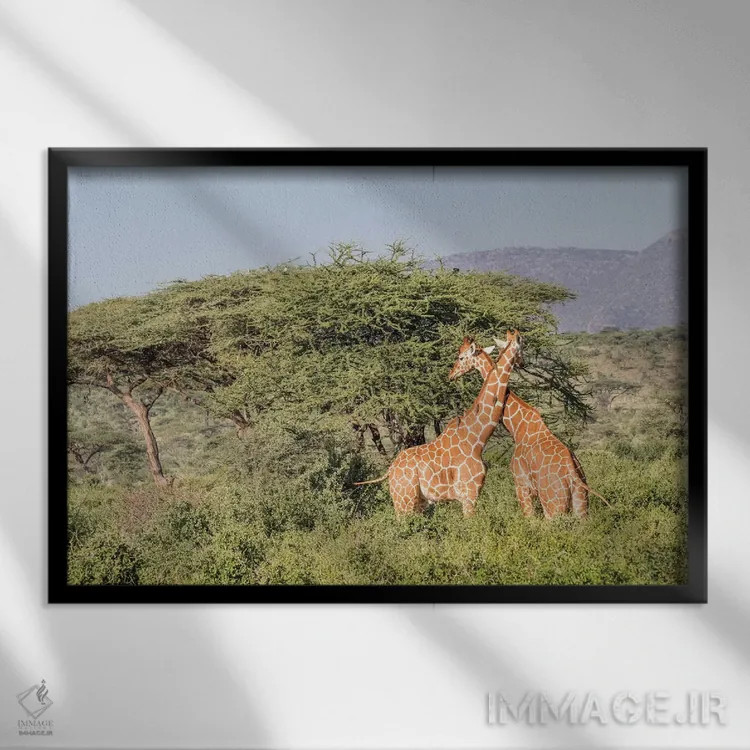 تابلو آفریقا، کنیا، پارک ملی سامبورو، زرافههای شبکهای هنگام غروب اثر امیلی ویلسون - نمای قابدار مشکی