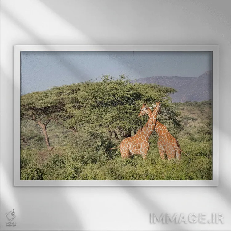 تابلو آفریقا، کنیا، پارک ملی سامبورو، زرافههای شبکهای هنگام غروب اثر امیلی ویلسون - نمای قابدار سفید