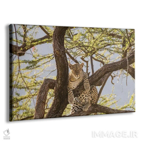 تابلو آفریقا، کنیا، ذخیرهگاه ملی سامبورو. پلنگ آفریقایی روی درخت I اثر امیلی ویلسون - نمای پرسپکتیو محصول