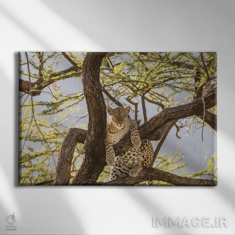 تابلو آفریقا، کنیا، ذخیرهگاه ملی سامبورو. پلنگ آفریقایی روی درخت I اثر امیلی ویلسون - نمای روبهرو روی دیوار