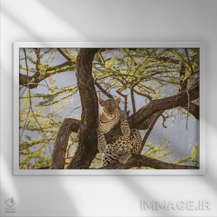 تابلو آفریقا، کنیا، ذخیرهگاه ملی سامبورو. پلنگ آفریقایی روی درخت I اثر امیلی ویلسون - نمای قابدار سفید