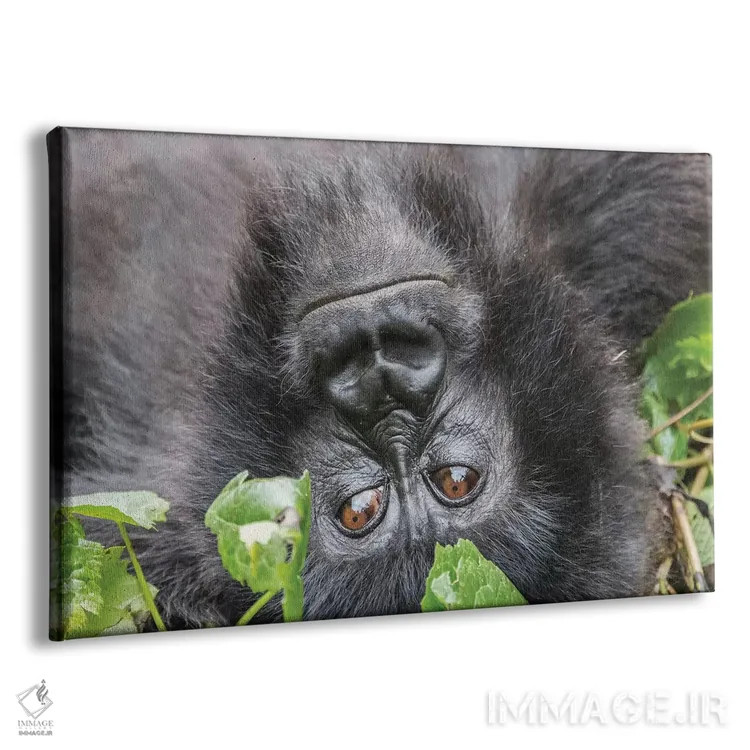 تابلو رواندا، پارک ملی آتشفشانها، روهنگری، کینیگی. گوریل کوهی I اثر امیلی ویلسون - نمای پرسپکتیو محصول