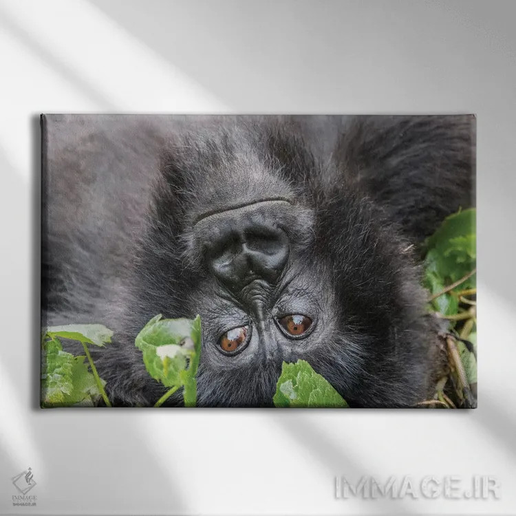تابلو رواندا، پارک ملی آتشفشانها، روهنگری، کینیگی. گوریل کوهی I اثر امیلی ویلسون - نمای روبهرو روی دیوار