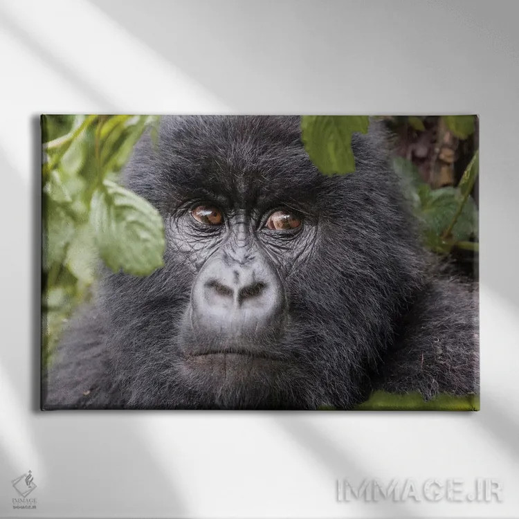 تابلو رواندا، پارک ملی آتشفشانها، روهنگری، کینیگی. گوریل کوهی II اثر امیلی ویلسون - نمای روبهرو روی دیوار