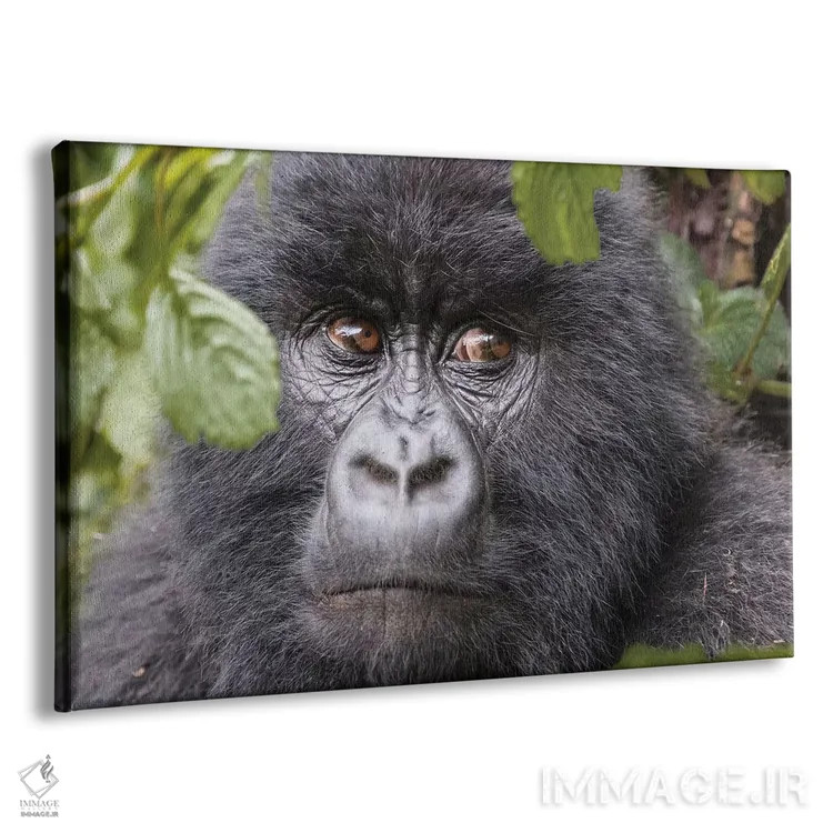 تابلو رواندا، پارک ملی آتشفشانها، روهنگری، کینیگی. گوریل کوهی II اثر امیلی ویلسون - نمای پرسپکتیو محصول