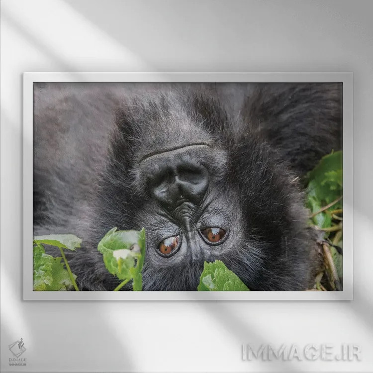 تابلو رواندا، پارک ملی آتشفشانها، روهنگری، کینیگی. گوریل کوهی I اثر امیلی ویلسون - نمای قابدار سفید
