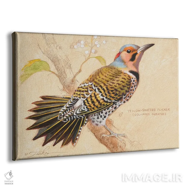 تابلو فلیکر زرد ساق (پرنده) اثر ازرا تاکر - نمای پرسپکتیو محصول