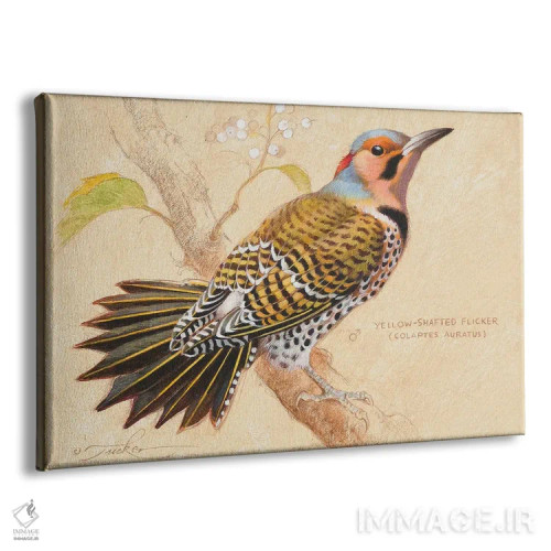 تابلو فلیکر زرد ساق (پرنده) اثر ازرا تاکر - نمای پرسپکتیو محصول