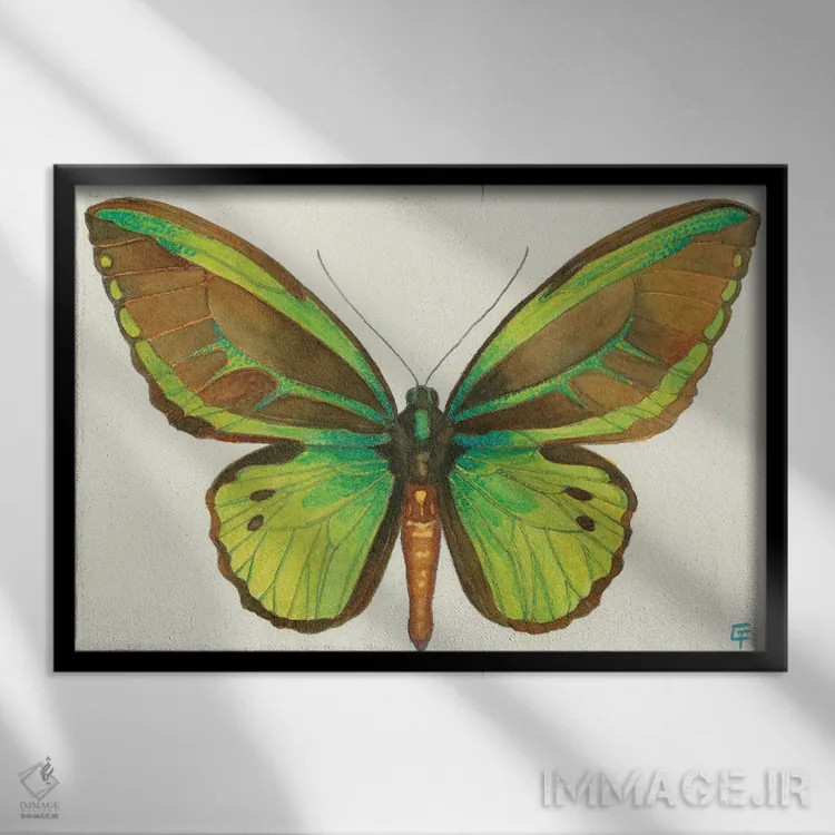 تابلو پروانه پرنده اثر مایت فلای آرت اند ایلاستریشن (استودیو طراحی و تصویرگری) - نمای قابدار مشکی