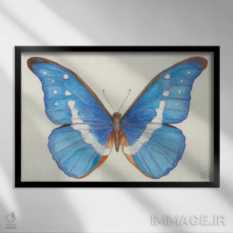 تابلو پروانه مورفو آبی اثر مایت فلای آرت اند ایلاستریشن (استودیو طراحی و تصویرگری) - نمای قابدار مشکی