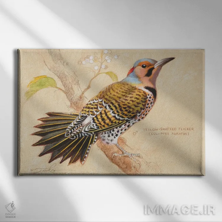 تابلو فلیکر زرد ساق (پرنده) اثر ازرا تاکر - نمای روبهرو روی دیوار