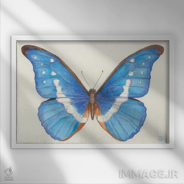 تابلو پروانه مورفو آبی اثر مایت فلای آرت اند ایلاستریشن (استودیو طراحی و تصویرگری) - نمای قابدار سفید
