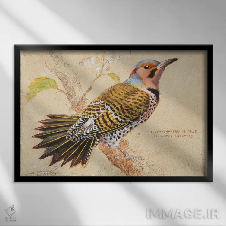 تابلو فلیکر زرد ساق (پرنده) اثر ازرا تاکر - نمای قابدار مشکی
