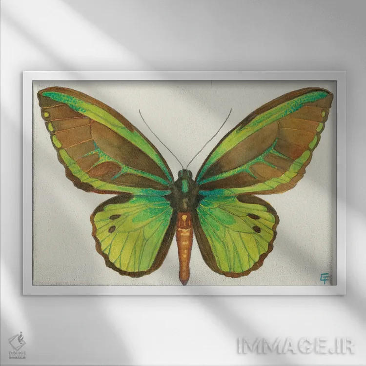 تابلو پروانه پرنده اثر مایت فلای آرت اند ایلاستریشن (استودیو طراحی و تصویرگری) - نمای قابدار سفید