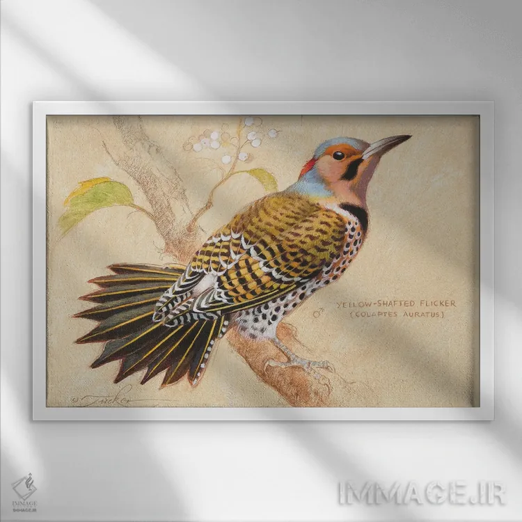 تابلو فلیکر زرد ساق (پرنده) اثر ازرا تاکر - نمای قابدار سفید