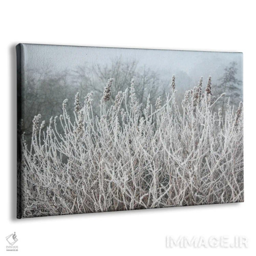 تابلو علفهای صبحگاهی یخزده اثر آلیسون فنل - نمای پرسپکتیو محصول