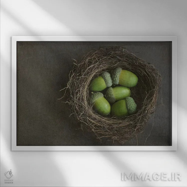 تابلو بلوطها در لانه اثر آلیسون فنل - نمای قابدار سفید