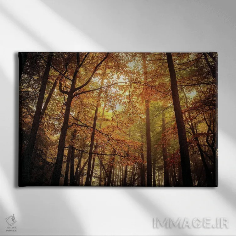 تابلو درختان راش مهآلود پاییزی اثر آلیسون فنل - نمای روبهرو روی دیوار