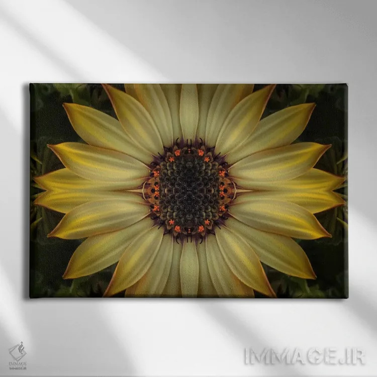 تابلو آفتاب ستارهمانند داوودی کیپ (نوع گل) اثر آلیسون فنل - نمای روبهرو روی دیوار