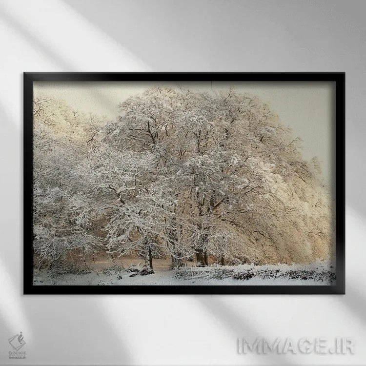 تابلو درختان زمستانی پوشیده از برف اثر آلیسون فنل - نمای قابدار مشکی