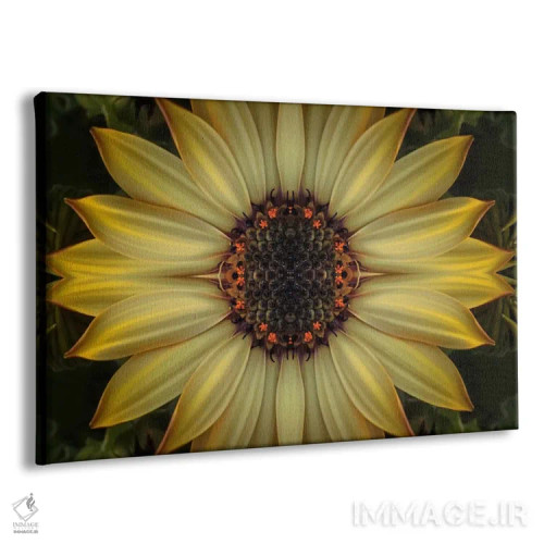 تابلو آفتاب ستارهمانند داوودی کیپ (نوع گل) اثر آلیسون فنل - نمای پرسپکتیو محصول