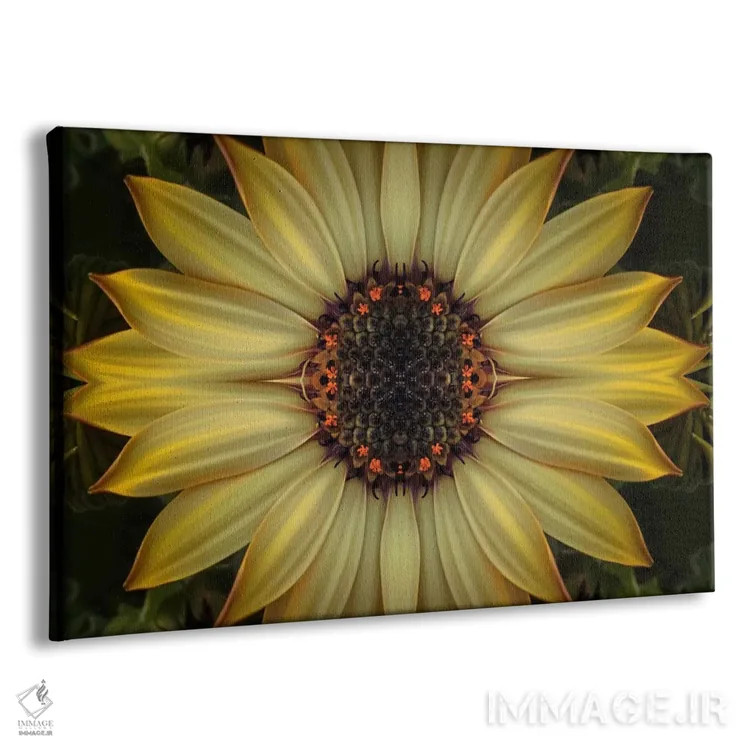 تابلو آفتاب ستارهمانند داوودی کیپ (نوع گل) اثر آلیسون فنل - نمای پرسپکتیو محصول