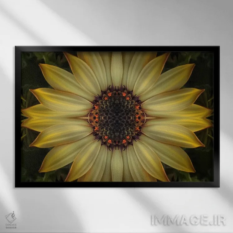 تابلو آفتاب ستارهمانند داوودی کیپ (نوع گل) اثر آلیسون فنل - نمای قابدار مشکی