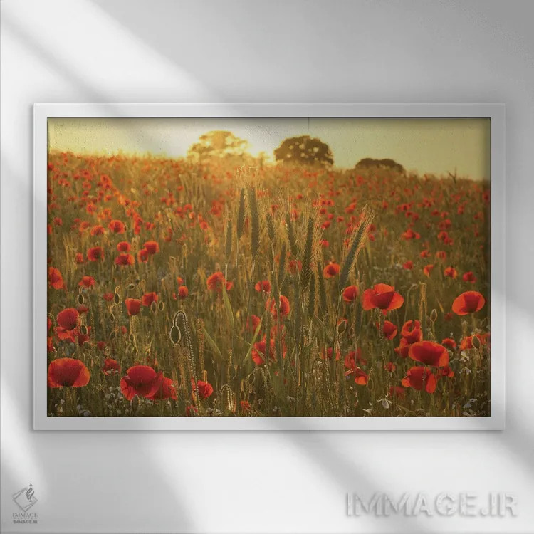 تابلو چمنزار شقایق تابستانی اثر آلیسون فنل - نمای قابدار سفید