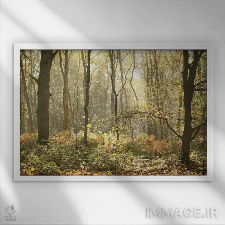 تابلو جنگل صبحگاهی پاییز اثر آلیسون فنل - نمای قابدار سفید