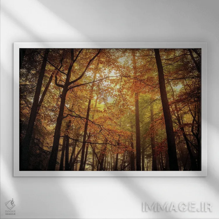 تابلو درختان راش مهآلود پاییزی اثر آلیسون فنل - نمای قابدار سفید