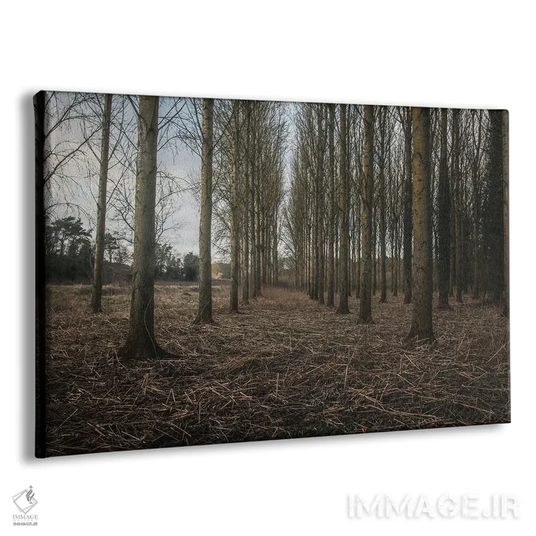 تابلو خیابان زمستانی با درختان اثر آلیسون فنل - نمای پرسپکتیو محصول