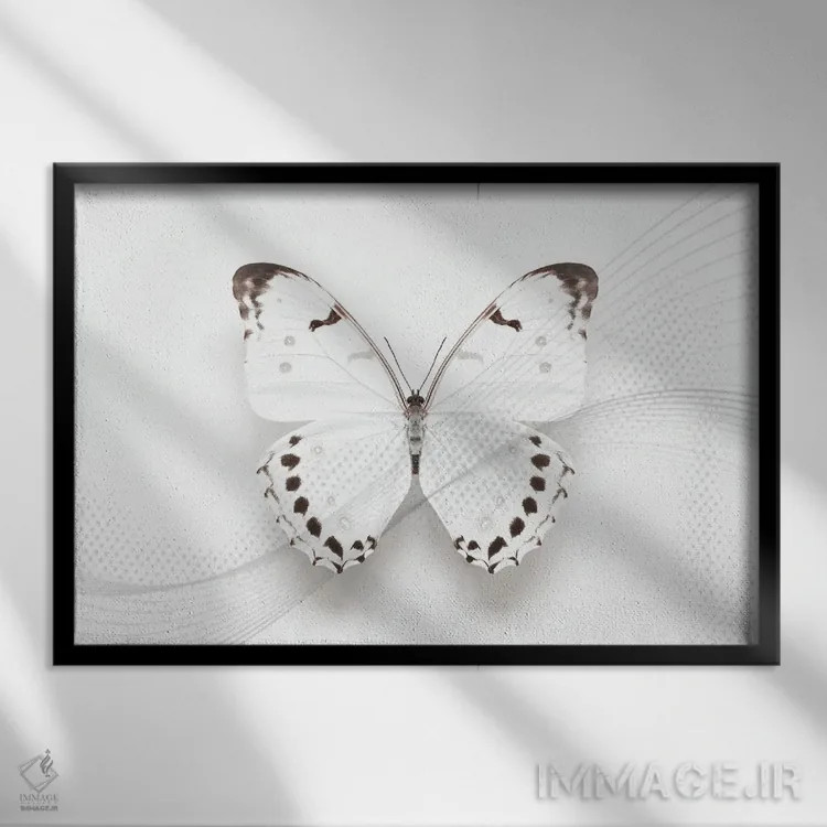 تابلو چرخش پروانهٔ مورفو سفید اثر آلیسون فنل - نمای قابدار مشکی