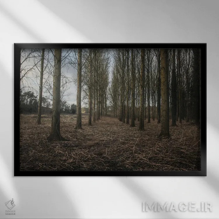 تابلو خیابان زمستانی با درختان اثر آلیسون فنل - نمای قابدار مشکی