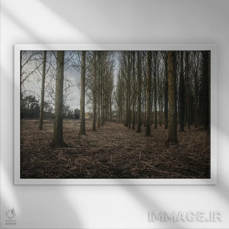 تابلو خیابان زمستانی با درختان اثر آلیسون فنل - نمای قابدار سفید